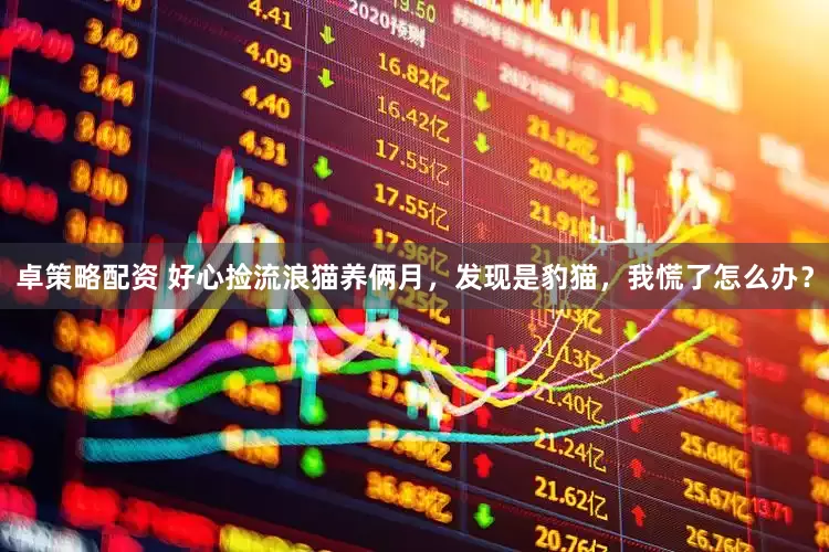 卓策略配资 好心捡流浪猫养俩月，发现是豹猫，我慌了怎么办？